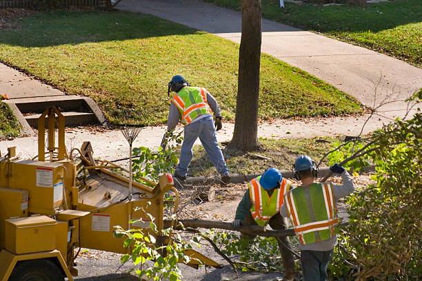 Best Tree Removal Services  in Fergus Falls, MN